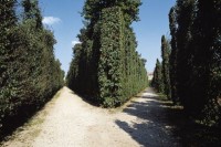 GIARDINO BAROCCO A VIENNA
