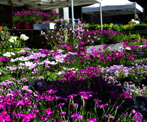 "Flora et Decora", appuntamento in autunno con il meglio del settore green