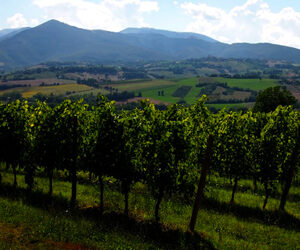 Il territorio in provincia di Ancona fa parte dell’Unione montana dell’Esino Frasassi, una terra dove si intrecciano storia antica, natura selvaggia, grandi vini e geniale creatività.
