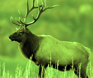 Avvistando ed ascoltando i cervi “Wapiti” in amore