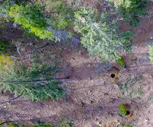 Sabato 21 novembre ricorre la Giornata nazionale degli alberi