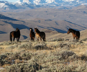 QUATTRO ZONE SELVAGGE DELL’IDAHO, DOVE POTER AVVISTARE I “MUSTANG” ALLO STATO BRADO