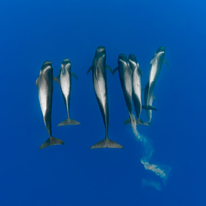 World Ocean Day: le Isole Canarie a salvaguardia dell’ecosistema marino