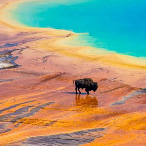 I 150 anni di Yellowstone