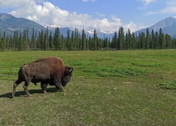 Le affascinanti province occidentali del Canada: best of da fare e vedere