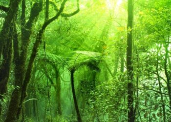 Alla scoperta della Mossy Forest, la foresta incantata