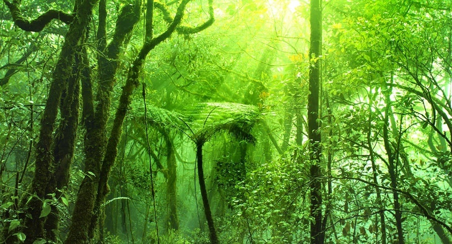 Malesia. Alla scoperta della Mossy Forest, la foresta incantata