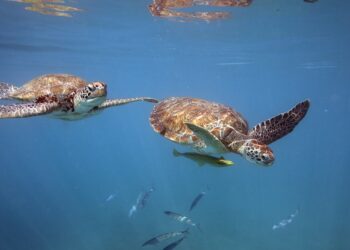 Barbados, celebra la Giornata Mondiale degli Oceani e ci porta alla scoperta delle sue meraviglie marine