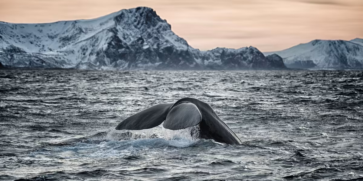 Nature safari in Norway