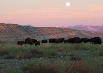 Viaggio nel Wyoming, alla scoperta del bisonte simbolo della Great American West