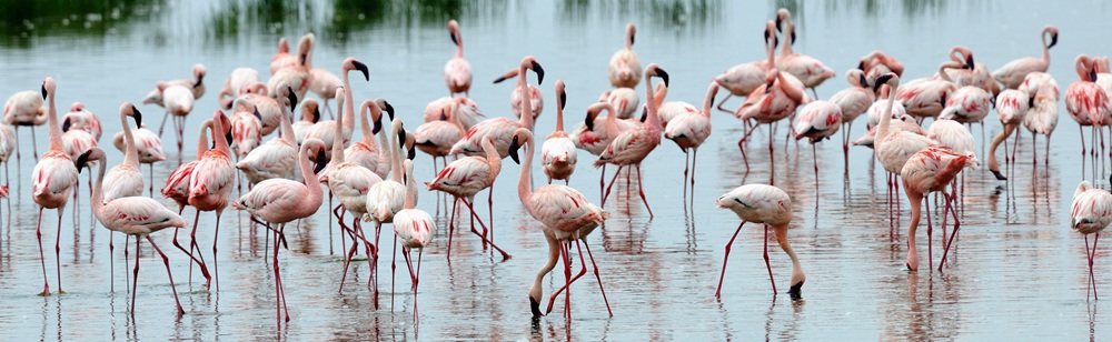 Kenya autentico: tra cultura swahili, fenicotteri rosa e wilderness sotto le stelle